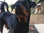 Rottweiler Female Puppy