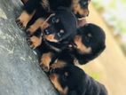 Rottweiler Puppies