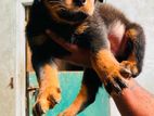 Rottweiler Male Puppy