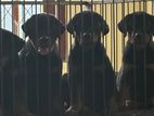 Rottweiler Puppies