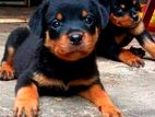 Rottweiler Puppies