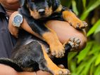 Rottweiler Puppies