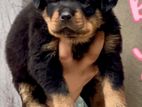 Rottweiler Dog