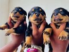 Rottweiler Puppies