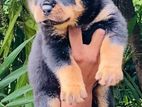 Rottweiler Puppies