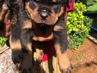 Rottweiler Puppy