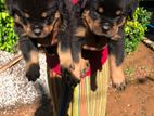 Rottweiler Puppies