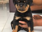 Rottweiler Puppy