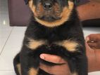 Rottweiler Puppies