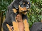 Rottweiler Puppy