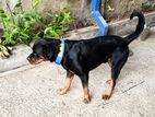 Rottweiler Dog