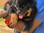 Rottweiler Puppy