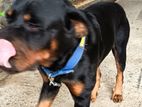 Rottweiler Dog