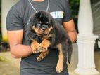 Rottweiler Puppy