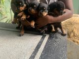 Rottweiler Puppies