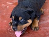 Rottweiler Puppies