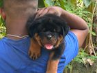 Rottweiler Puppies