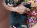 Rottweiler Puppy