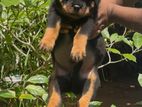Rottweiler Dog