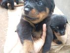 Rottweiler Puppies