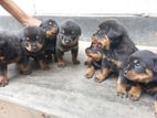 Rottweiler Dog