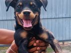 Rottweiler Puppies
