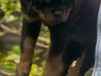 Rottweiler Puppy