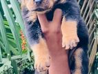Rottweiler Puppy