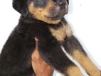 Rottweiler Puppies