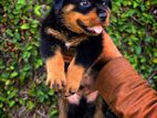 Rottweiler Puppies