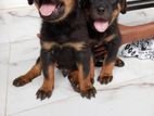 Rottweiler Puppies