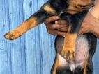 Rottweiler Puppies