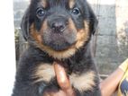Rottweiler Puppy