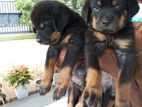 Rottweiler Dog