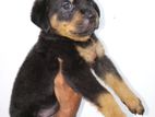 Rottweiler Puppies