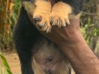 Rottweiler Puppies