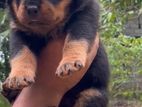 Rottweiler Puppies
