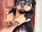 Rottweiler Puppies