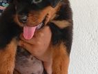 Rottweiler Puppy
