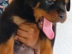 Rottweiler Puppy