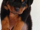 Rottweiler Puppy