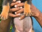 Rottweiler Puppies