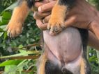 Rottweiler Puppies