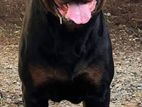 Rottweiler for Crossing