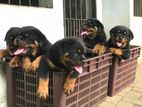 Rottweiler Puppy