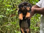 Rottweiler Male Puppy
