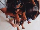 Rottweiler Puppy