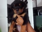 Rottweiler Puppy