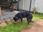 Rottweiler Male Dog