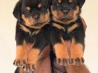 Rottweiler Puppy